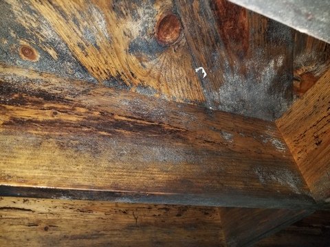 Mold Prevention and Health: Protecting Kansas City Families